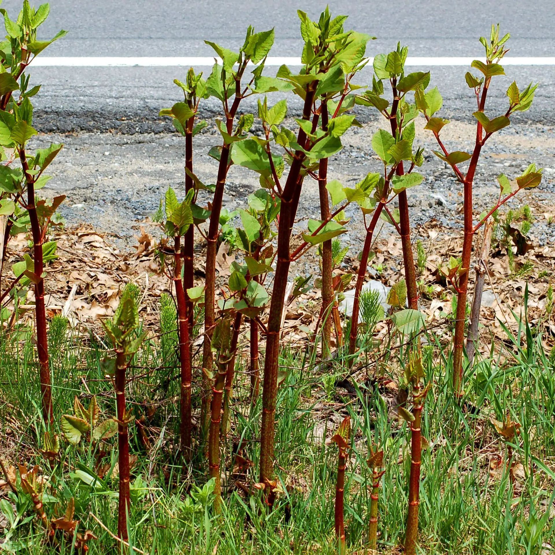japanese knotweed removal costs